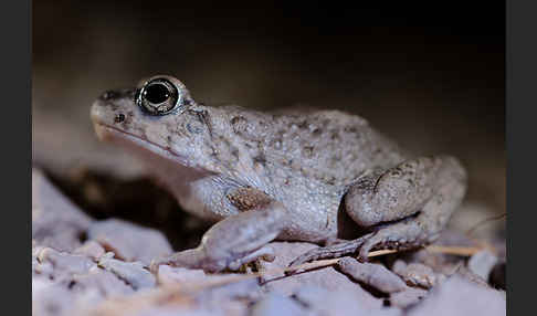 Arabische Kröte (Bufo arabicus)