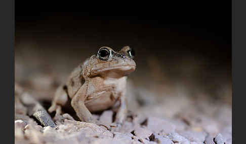 Arabische Kröte (Bufo arabicus)