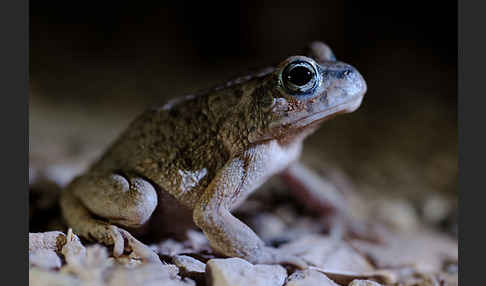 Arabische Kröte (Bufo arabicus)