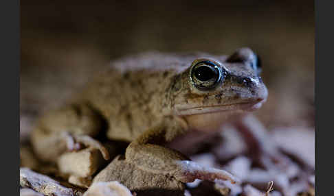 Arabische Kröte (Bufo arabicus)