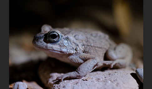 Arabische Kröte (Bufo arabicus)