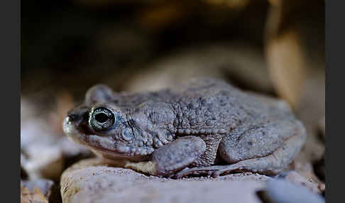 Arabische Kröte (Bufo arabicus)