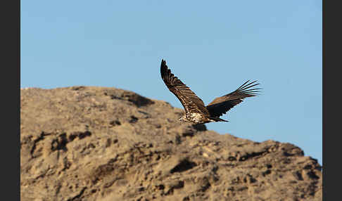 Ohrengeier (Aegypius tracheliotus)