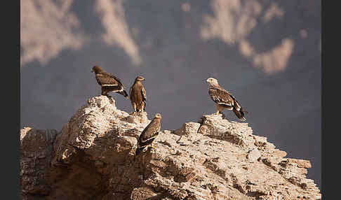 Kaiseradler (Aquila heliaca)