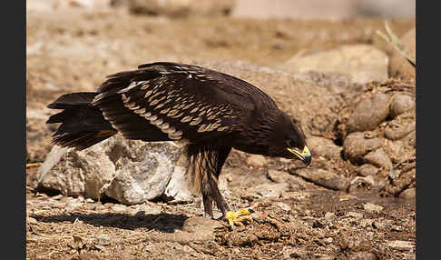 Schelladler (Aquila clanga)