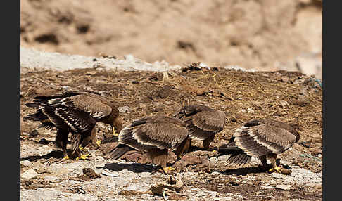 Steppenadler (Aquila nipalensis)