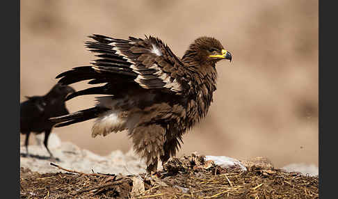 Steppenadler (Aquila nipalensis)