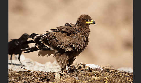 Steppenadler (Aquila nipalensis)