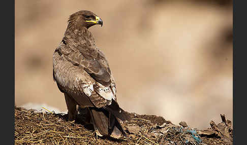 Steppenadler (Aquila nipalensis)