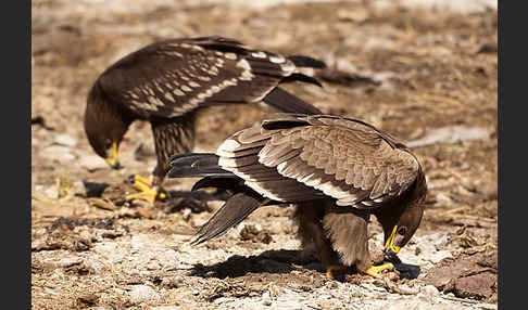 Steppenadler (Aquila nipalensis)