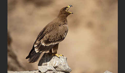 Steppenadler (Aquila nipalensis)