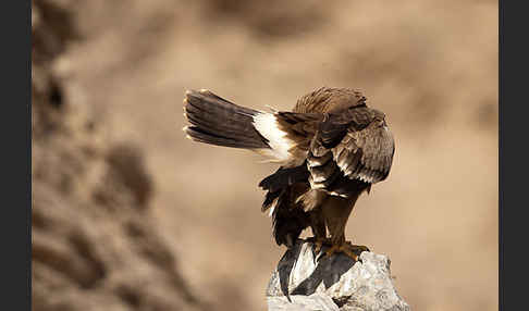 Steppenadler (Aquila nipalensis)