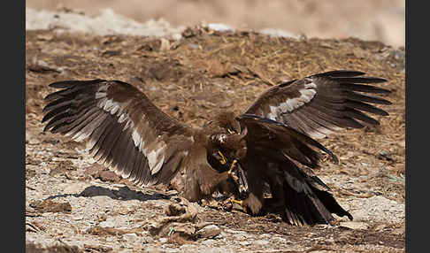 Steppenadler (Aquila nipalensis)