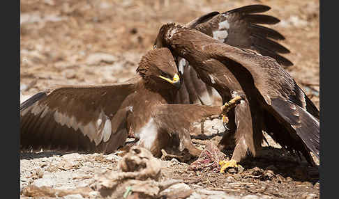 Steppenadler (Aquila nipalensis)