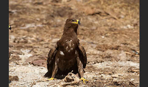 Steppenadler (Aquila nipalensis)