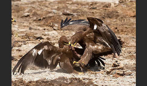 Steppenadler (Aquila nipalensis)