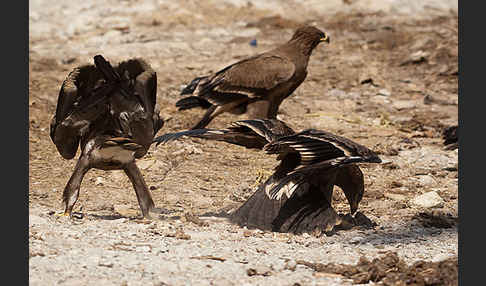 Steppenadler (Aquila nipalensis)