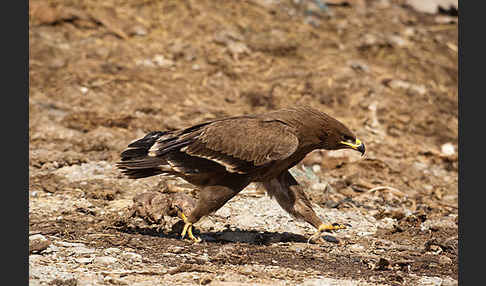 Steppenadler (Aquila nipalensis)