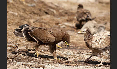 Steppenadler (Aquila nipalensis)