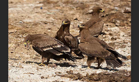 Steppenadler (Aquila nipalensis)