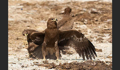 Steppenadler (Aquila nipalensis)