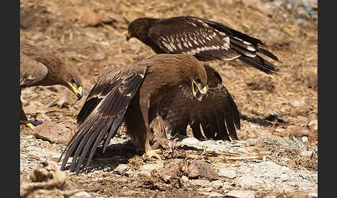 Steppenadler (Aquila nipalensis)