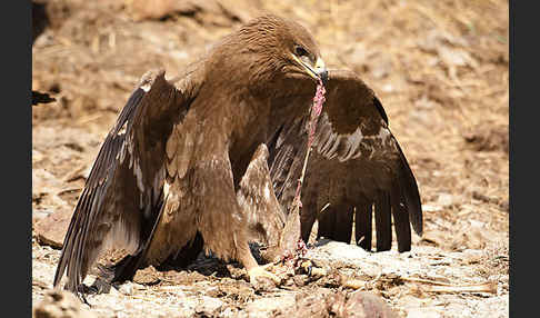 Steppenadler (Aquila nipalensis)