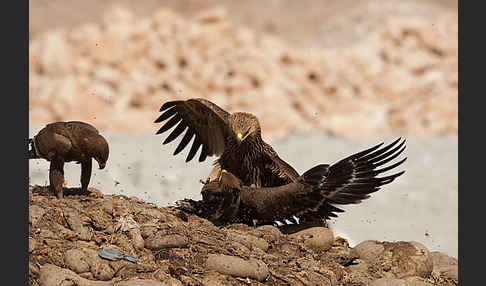 Kaiseradler (Aquila heliaca)