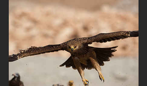 Kaiseradler (Aquila heliaca)