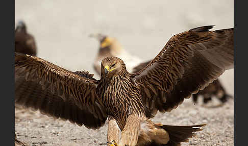 Kaiseradler (Aquila heliaca)