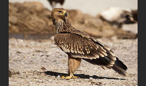 Kaiseradler (Aquila heliaca)