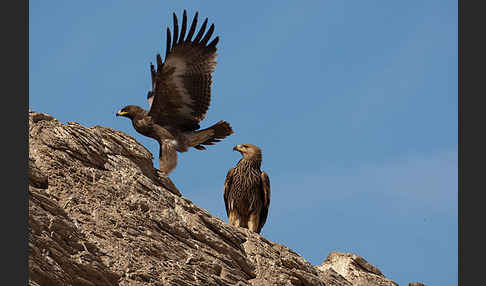 Kaiseradler (Aquila heliaca)