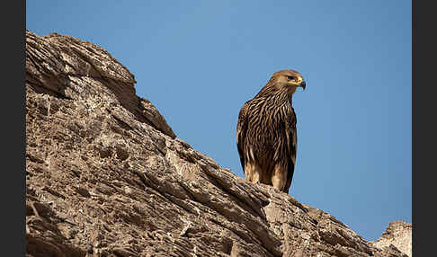 Kaiseradler (Aquila heliaca)