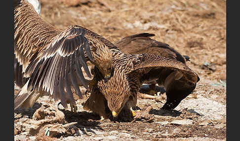 Kaiseradler (Aquila heliaca)