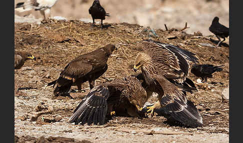 Kaiseradler (Aquila heliaca)