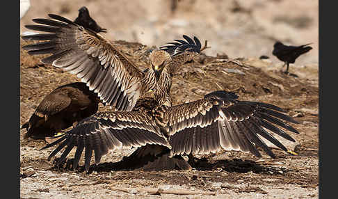 Kaiseradler (Aquila heliaca)