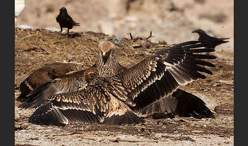 Kaiseradler (Aquila heliaca)