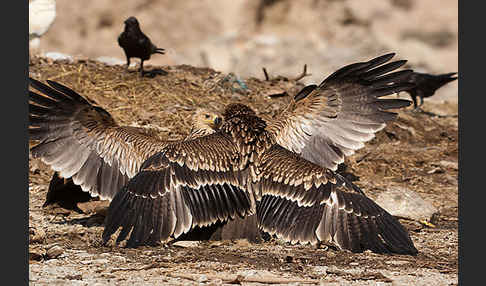 Kaiseradler (Aquila heliaca)