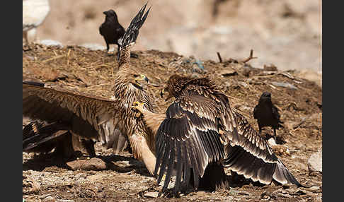 Kaiseradler (Aquila heliaca)