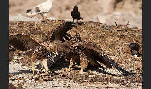 Kaiseradler (Aquila heliaca)