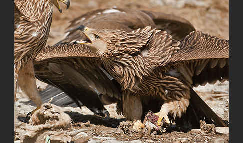 Kaiseradler (Aquila heliaca)