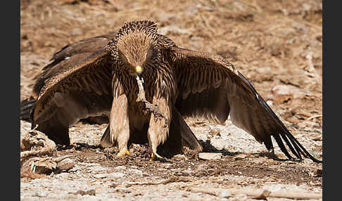 Kaiseradler (Aquila heliaca)