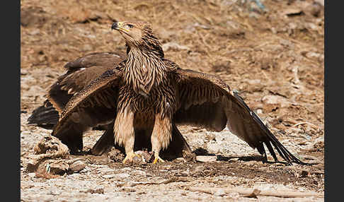 Kaiseradler (Aquila heliaca)