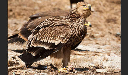 Kaiseradler (Aquila heliaca)