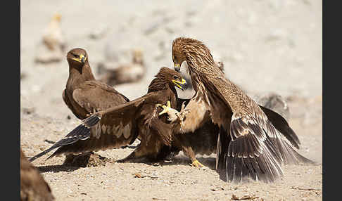 Kaiseradler (Aquila heliaca)