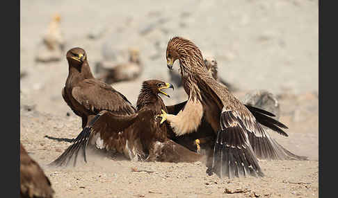 Kaiseradler (Aquila heliaca)