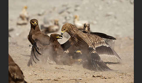 Kaiseradler (Aquila heliaca)