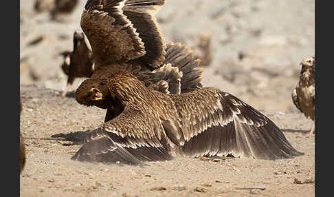 Kaiseradler (Aquila heliaca)