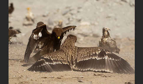 Kaiseradler (Aquila heliaca)