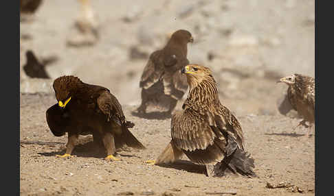 Kaiseradler (Aquila heliaca)